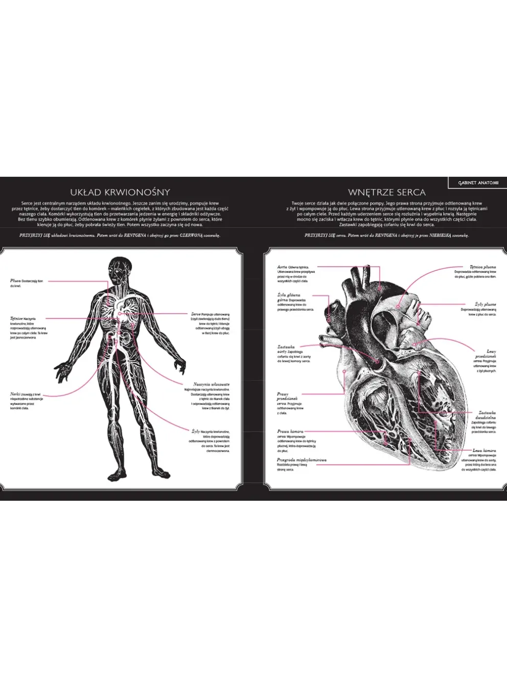 Gabinet anatomii