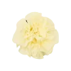 Gumka do włosów Swirl Scrunchie Butter