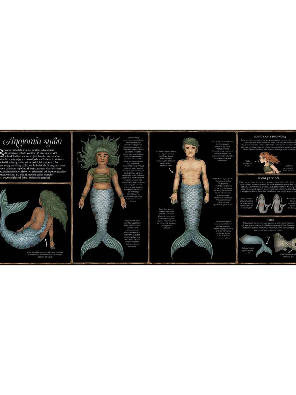 Historia naturalna syren