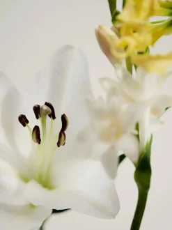 Naturalne perfumy w olejku No. 05