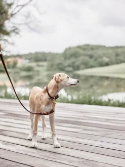 Skórzana smycz dla psa z regulacją Robin Dog Leash