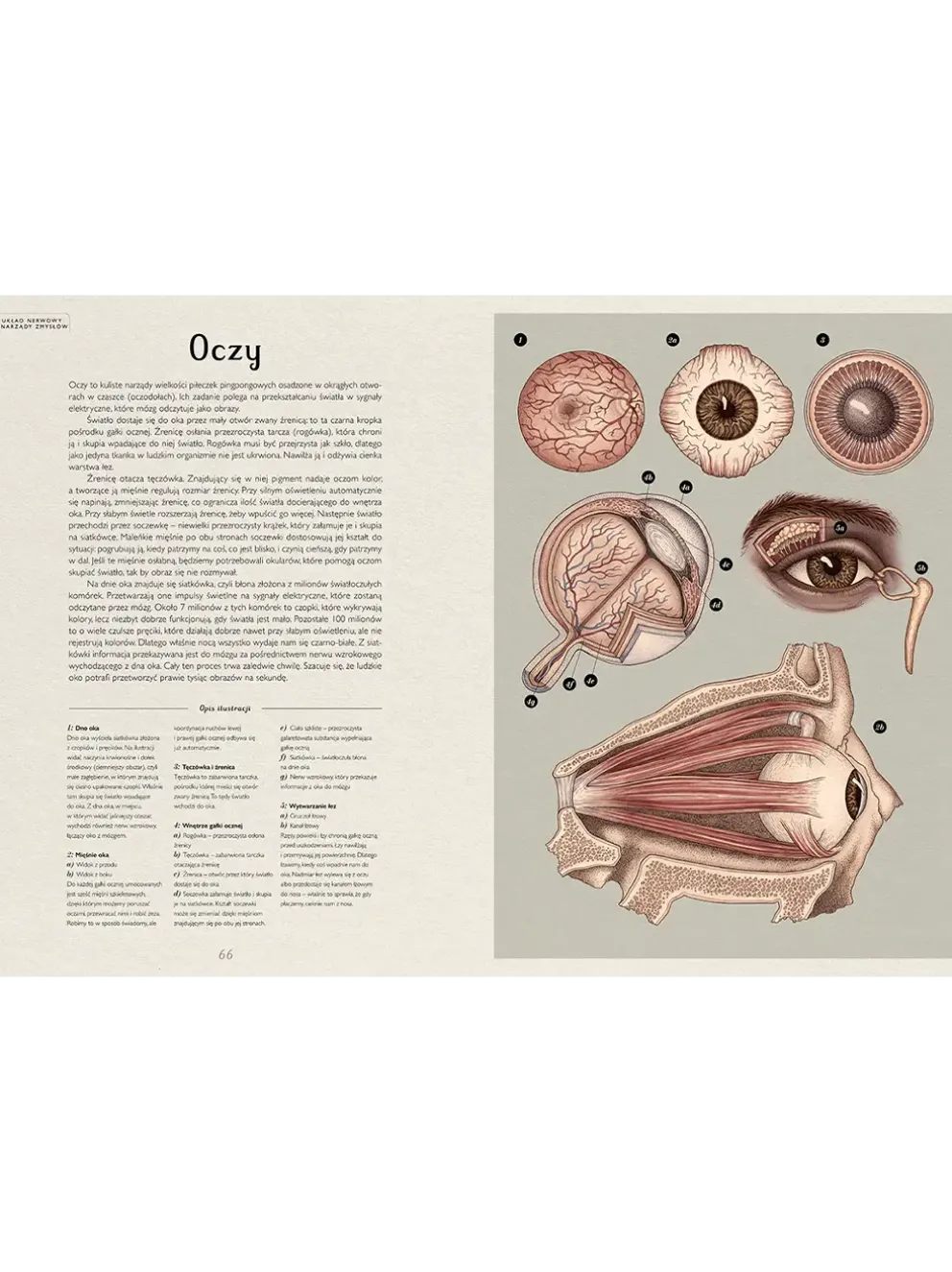 W Muzeum. Anatomicum