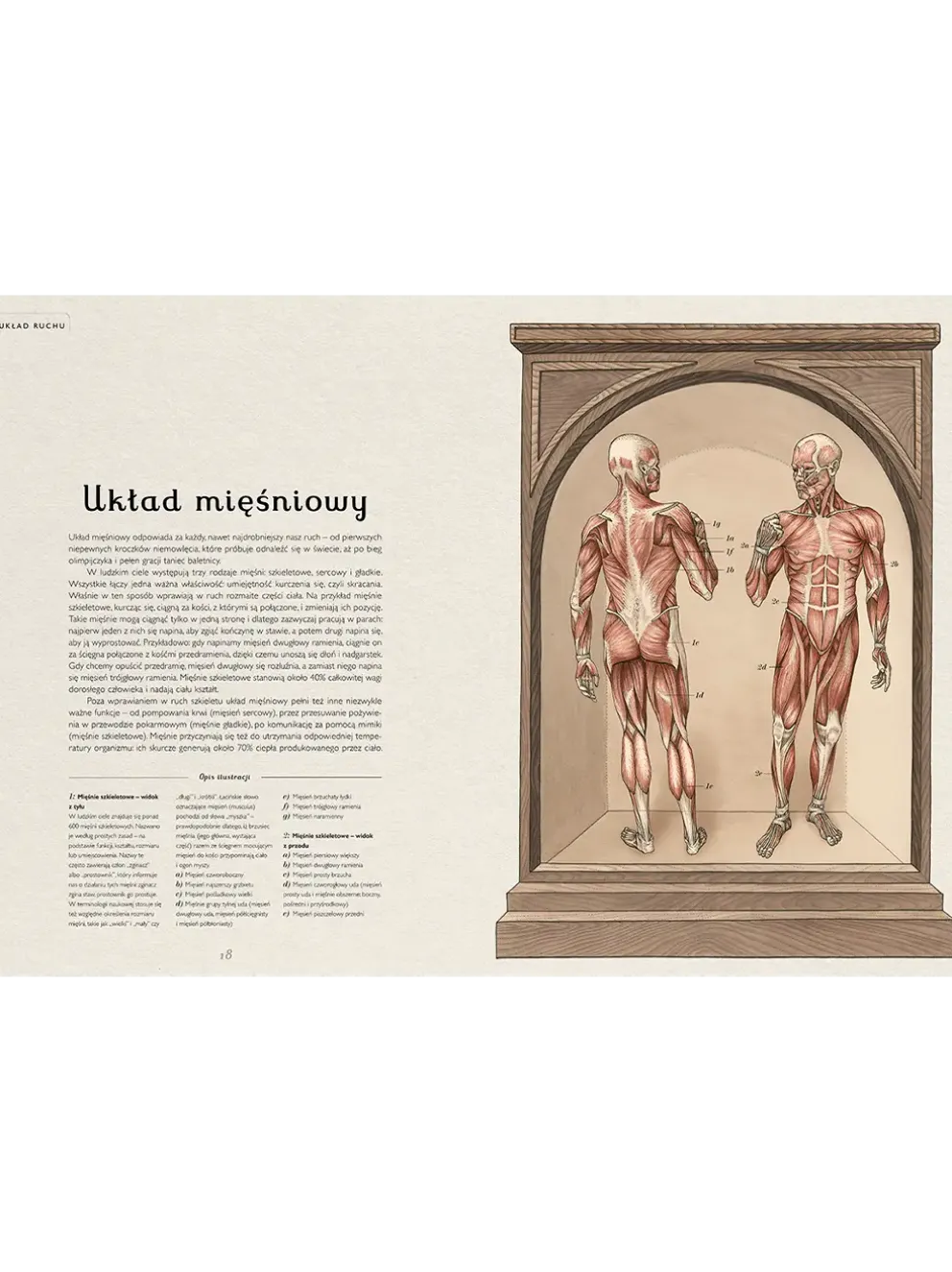 W Muzeum. Anatomicum