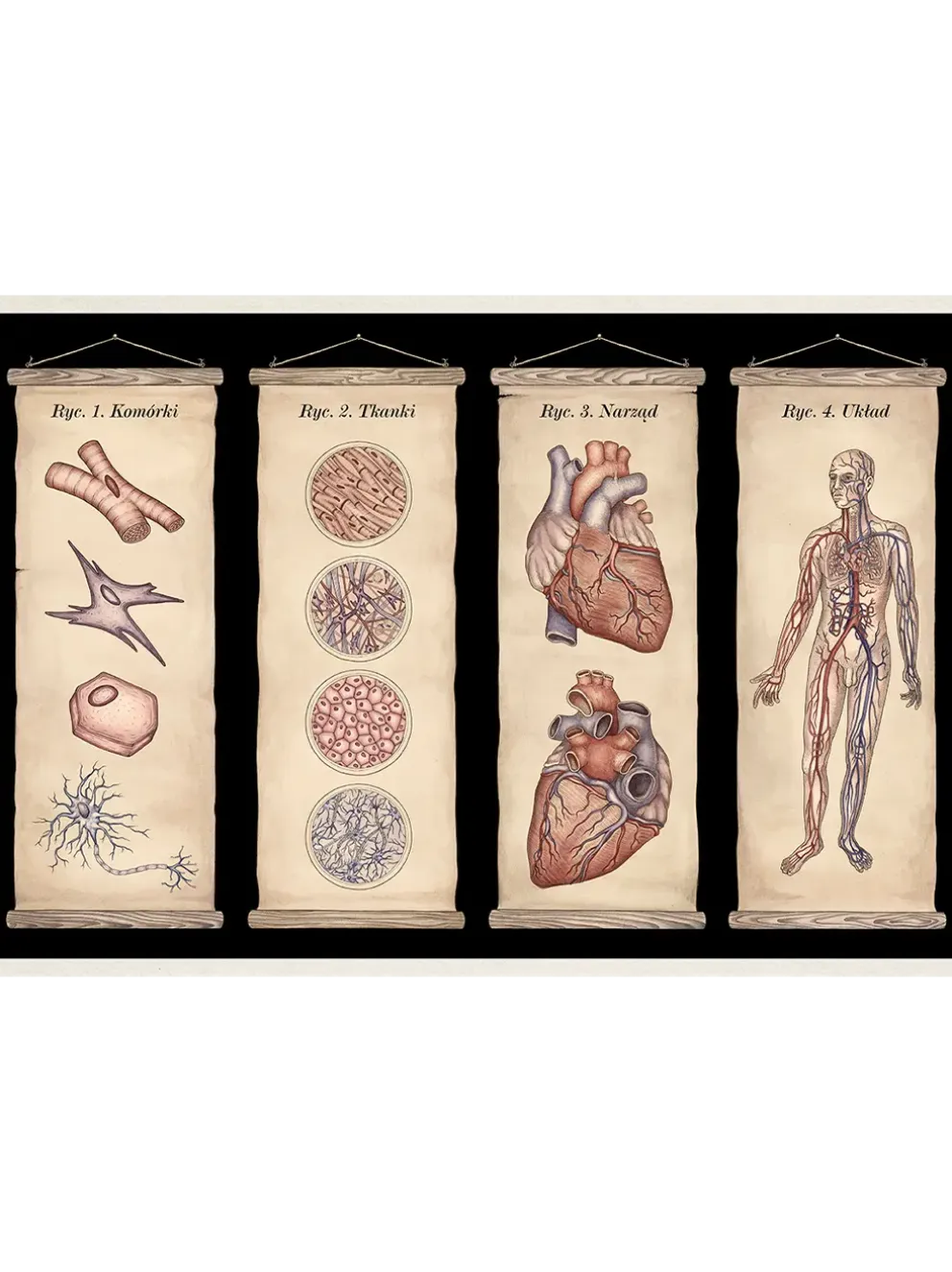 W Muzeum. Anatomicum
