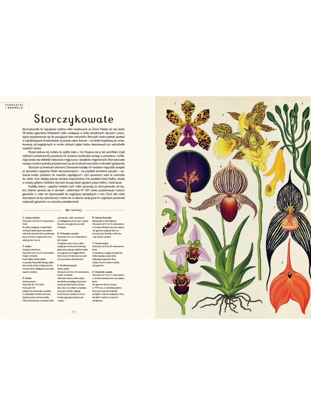 W Muzeum. Botanicum