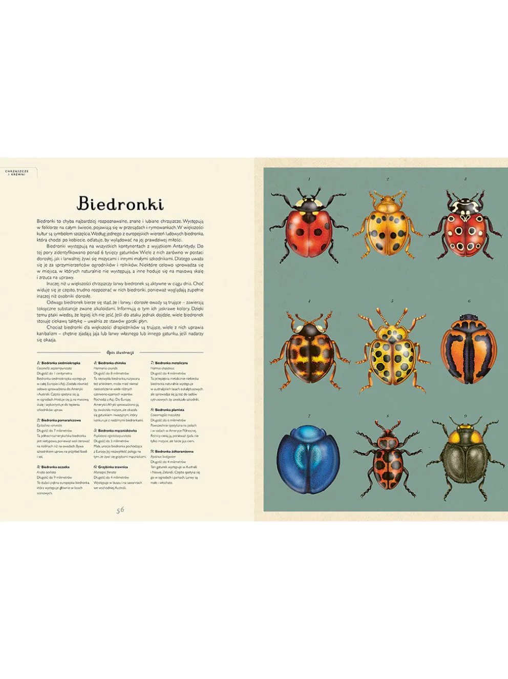 W Muzeum. Insektarium