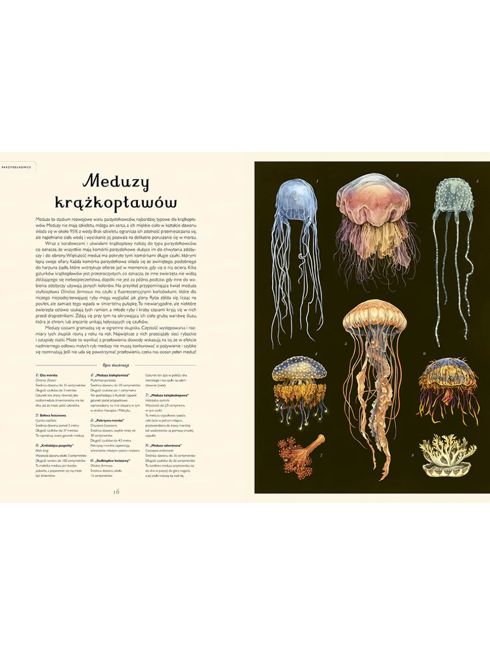W Muzeum. Oceanarium