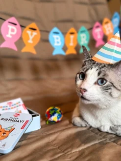 Zestaw dla kota Kobe Cat Birthday Kit
